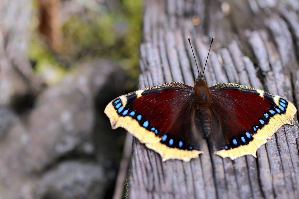 Mourning Cloak